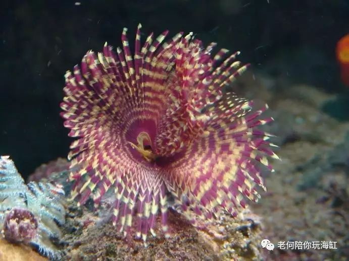 管虫,五爪贝,还有一些螺也是蛮好的工具生物,他们属于最低难度的生物.