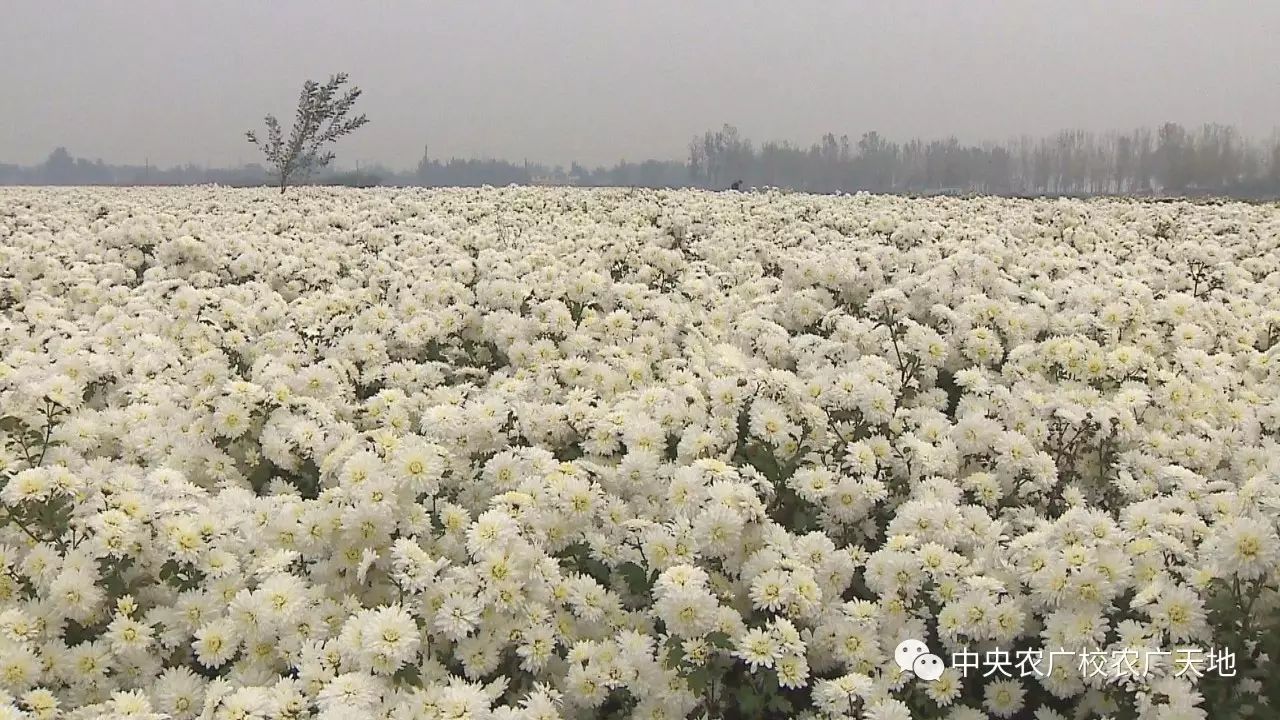 被誉为安国"八大祁药"之首的药材是哪种呢?