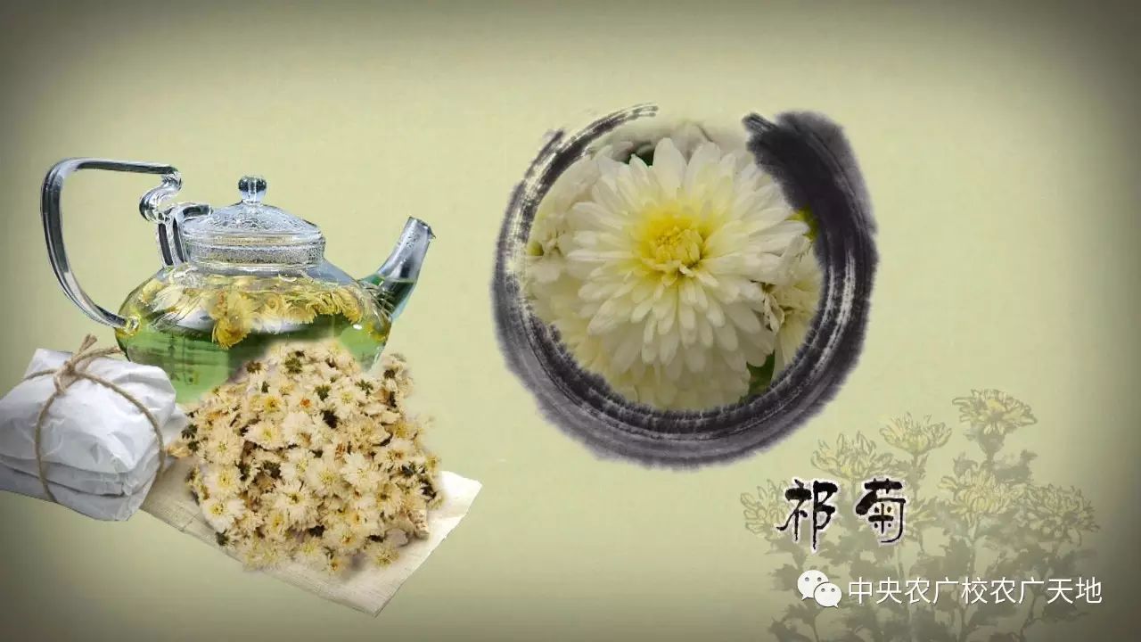 被誉为安国"八大祁药"之首的药材是哪种呢?