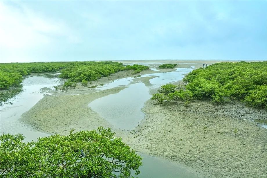 红树林是热带,亚热带海岸潮间带特有的胎生木本植物群落,素有海上森林