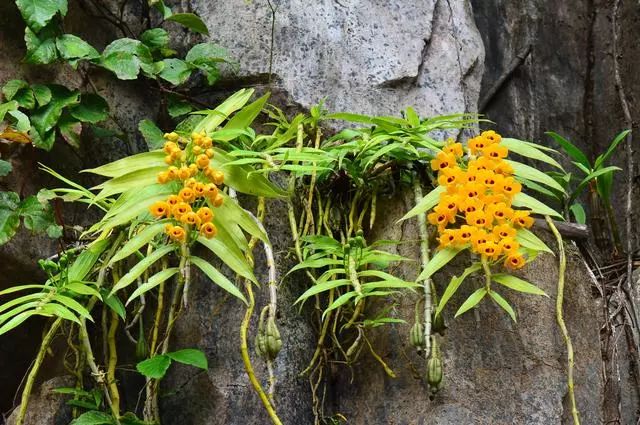 束花石斛(dendrobium chrysanthum)