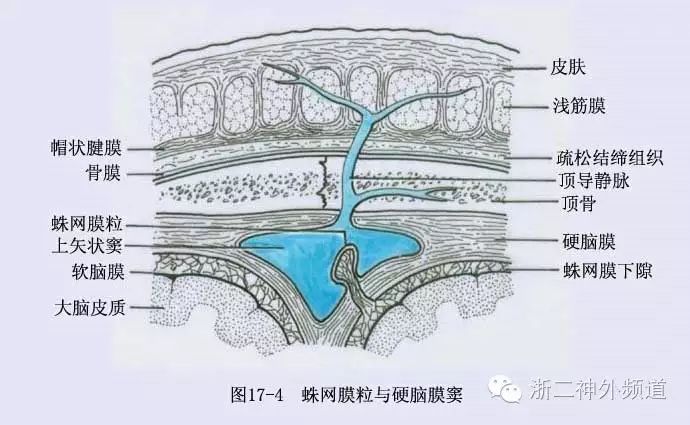 薄薄的脑膜也能生肿瘤哦