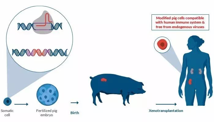 egenesis构建异种移植器官的步骤(图片来源 egenesis官网)