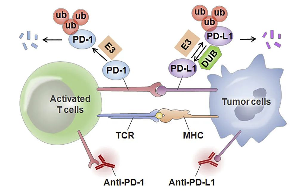 增强抗PD-1/PD-L1疗法效力，蛋白降解成为新兴策略?