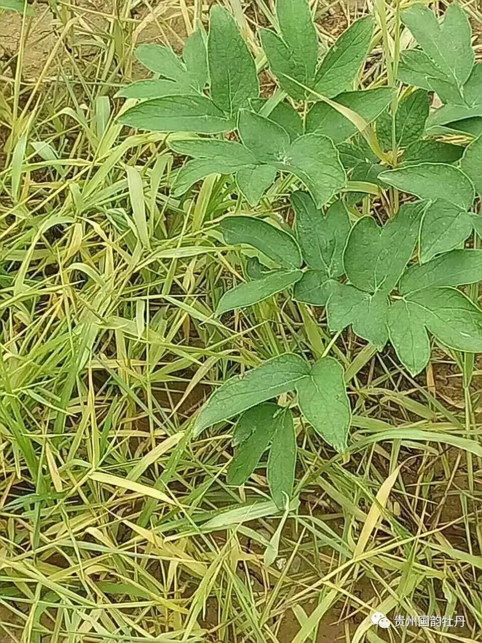 针对范围:对尖叶草,阔叶草,两叉草,三叉草,一年生,多年生等杂草效果