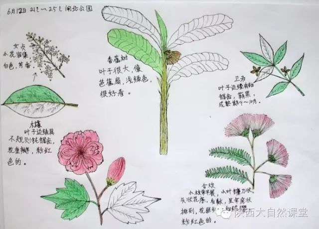 自然笔记免费公开课