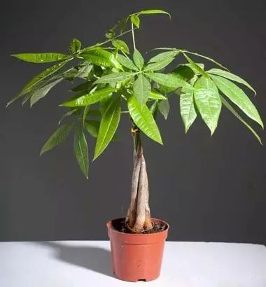 气温要低于发财树越冬的更低温