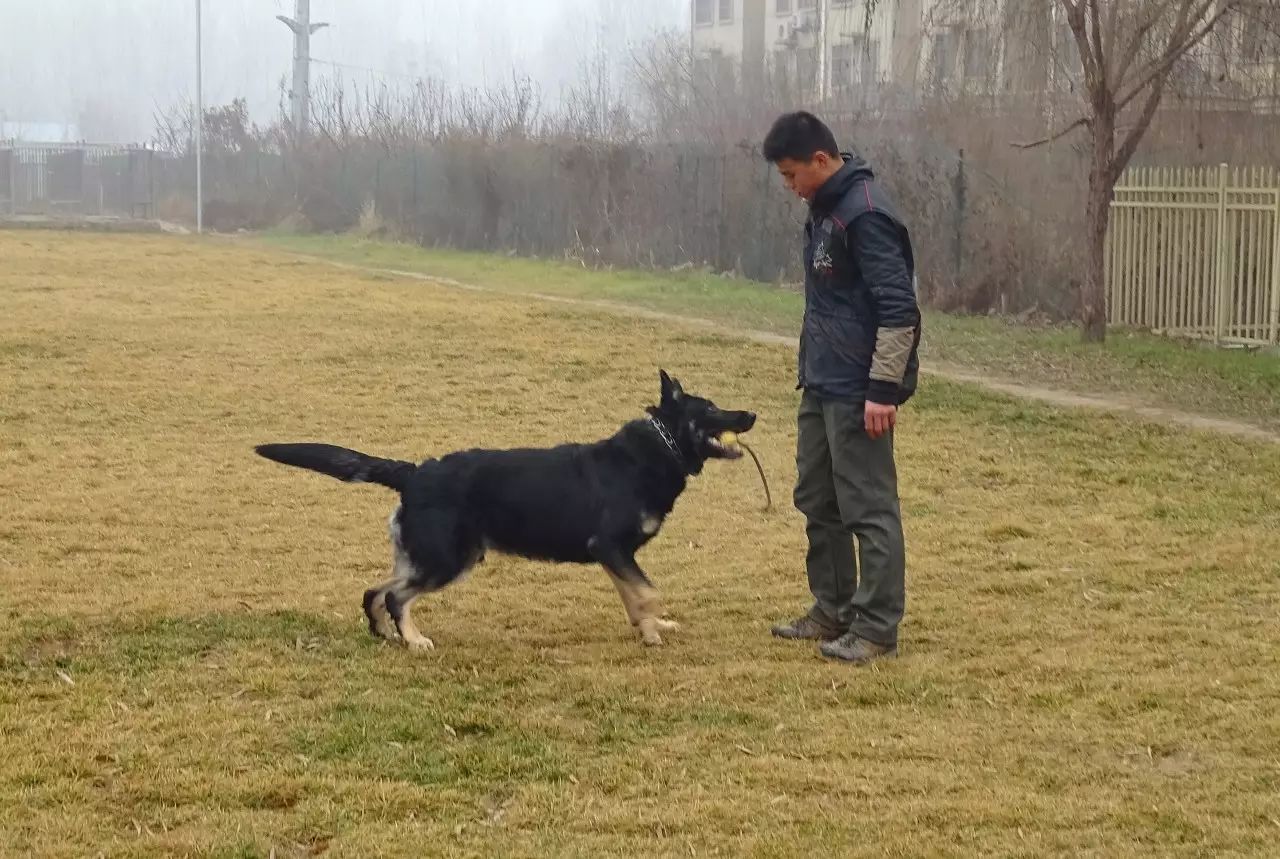 太极色的青年犬