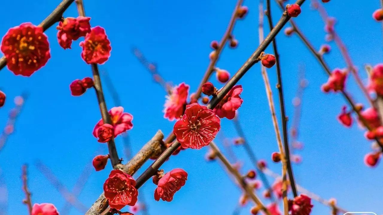 2018上海赏花时间表新鲜出炉!带你看遍“花样魔都”!