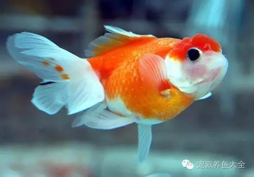 金鱼是世界观赏鱼最早的品种,是具有中国特色的观赏鱼