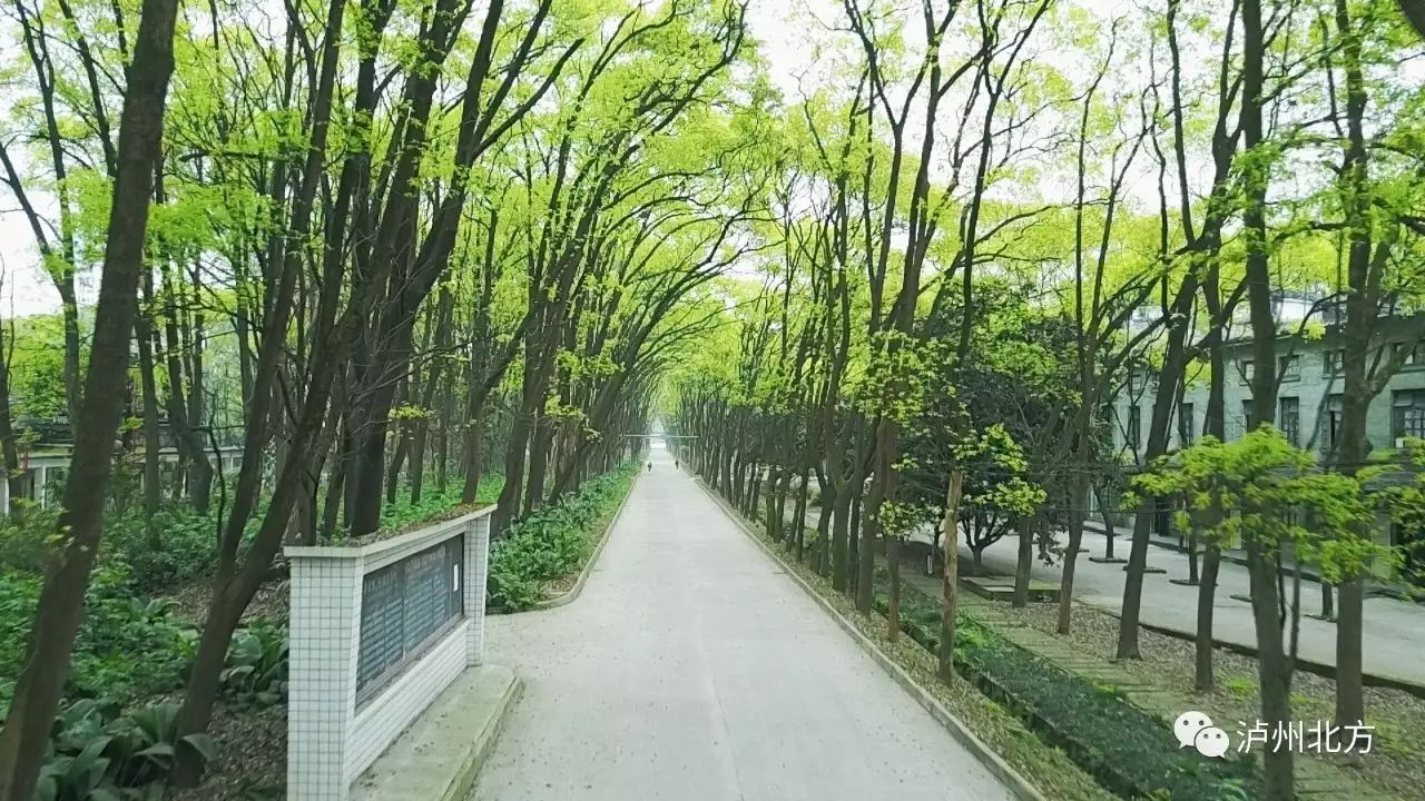 高坝,那一片香樟林