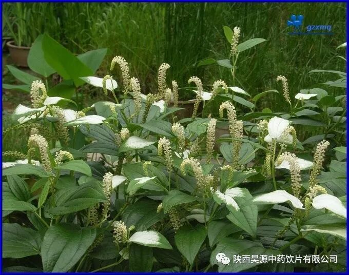 三白草有三叶白,质硬而脆易断折