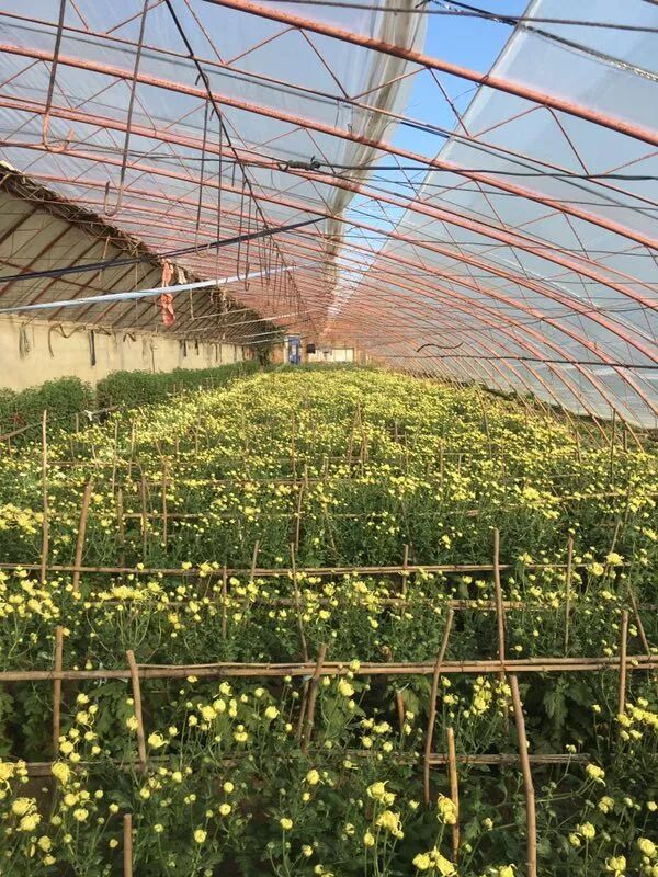 菊花特点与品质_菊花的特点_苇厂的菊花特点