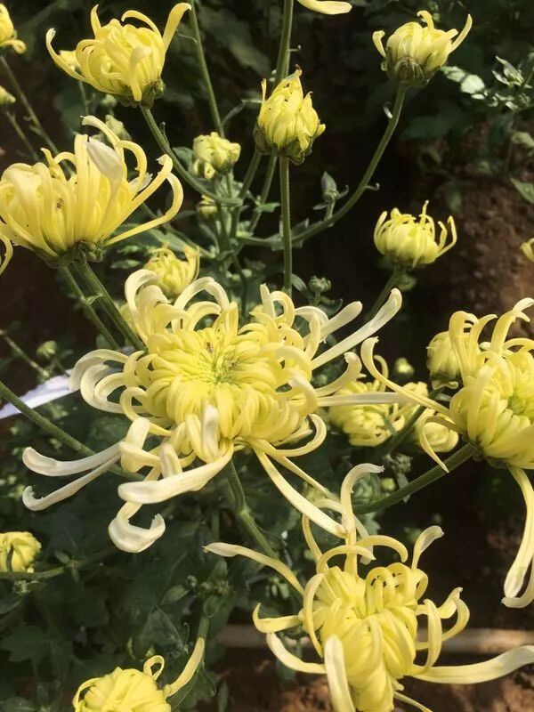 菊花特点与品质_苇厂的菊花特点_菊花的特点