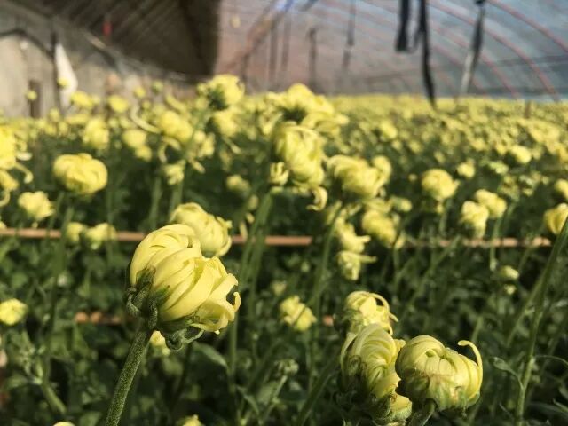 菊花特点与品质_菊花的特点_苇厂的菊花特点
