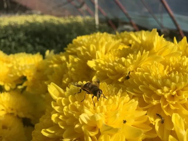 菊花的特点 平谷特色-食用菊花