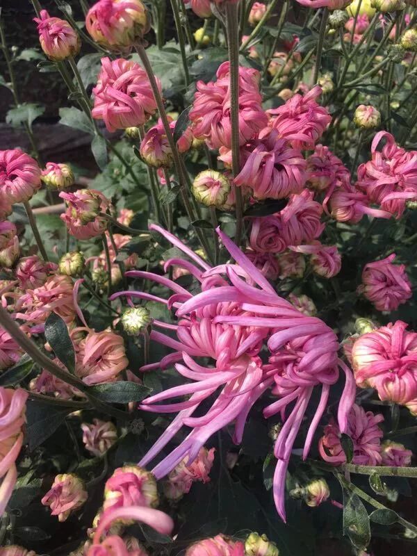 菊花的特点_苇厂的菊花特点_菊花特点与品质