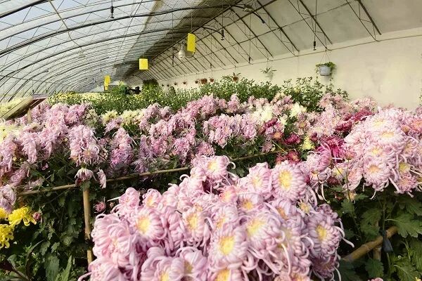 苇厂的菊花特点_菊花特点与品质_菊花的特点