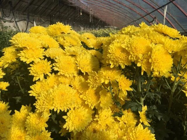 菊花特点与品质_菊花的特点_苇厂的菊花特点