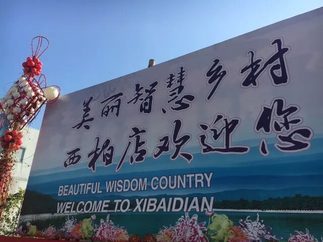 菊花特点与品质_菊花的特点_苇厂的菊花特点