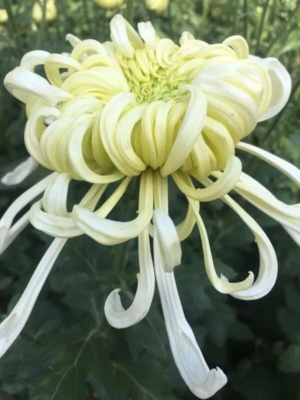 菊花特点与品质_菊花的特点_苇厂的菊花特点