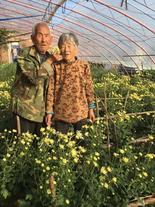 苇厂的菊花特点_菊花的特点_菊花特点与品质