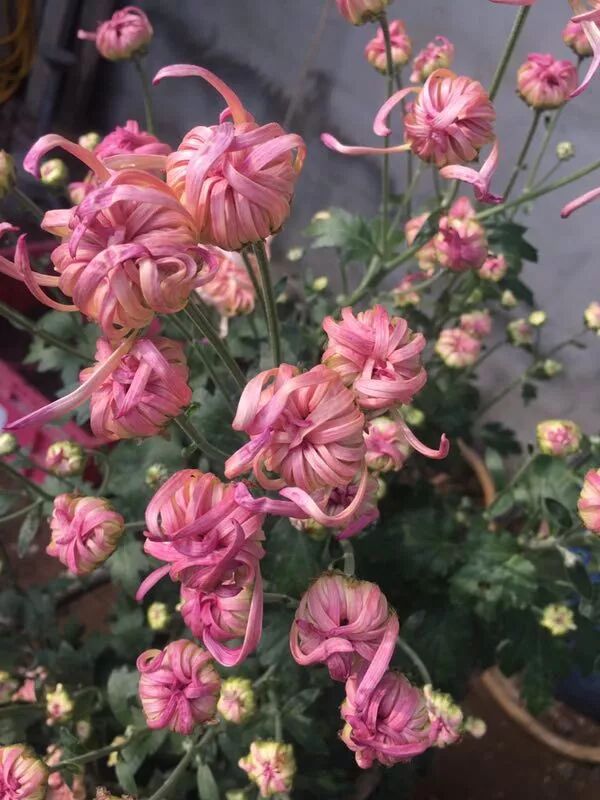 菊花的特点_苇厂的菊花特点_菊花特点与品质