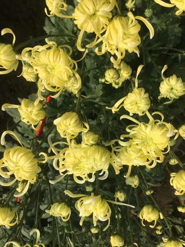 苇厂的菊花特点_菊花的特点_菊花特点与品质