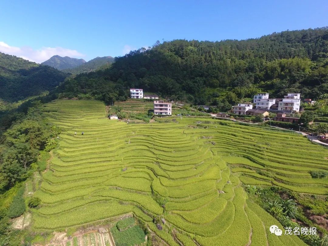 就在我们高州,也有美美的梯田,这就是高州古丁镇柏河村茂坡岭的梯田