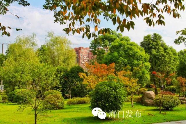 银杏,合欢繁茂俊美,桂花,紫薇,海棠吐露芬芳,海门人为何钟爱榉树和