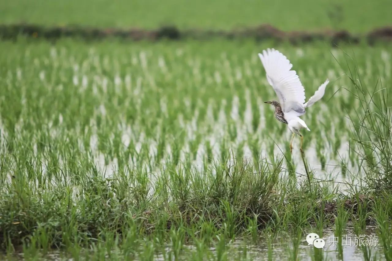 一个好消息是 甘毅琪摄 远处村民做着农活 这群白鹭就在田里悠闲地