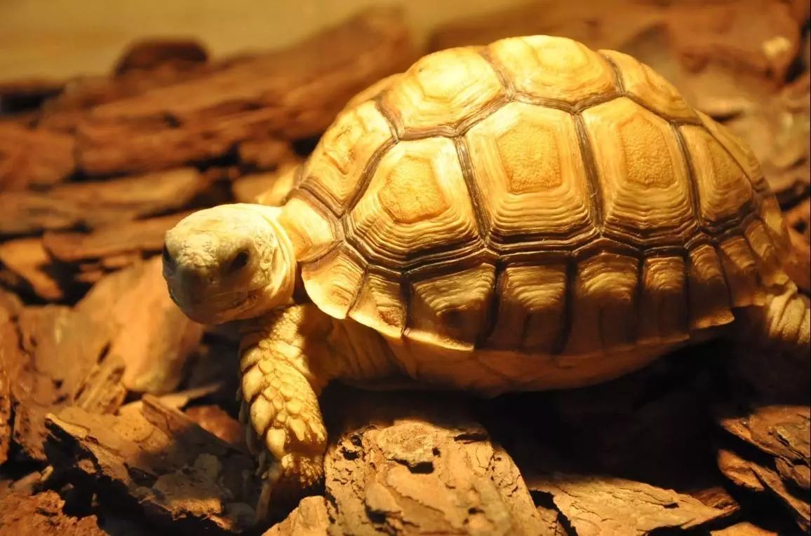 乌龟的品种多就一个字,种类还各不相同,陆龟,水龟,闭壳等等,寿命差别