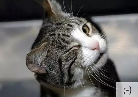 柴柴做梦,梦到了不可描述的事情是什么样子!