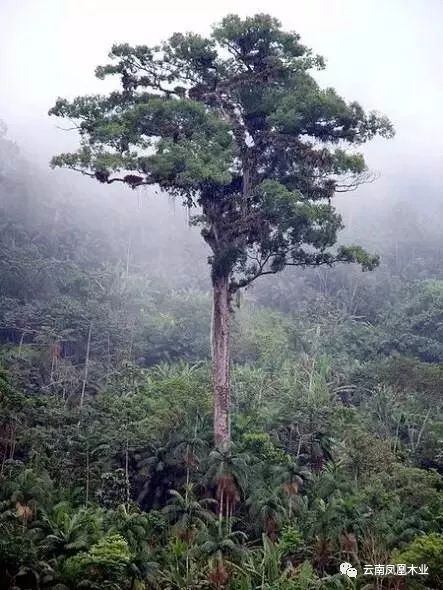 地球上十大最老树王,最大树龄超8万年