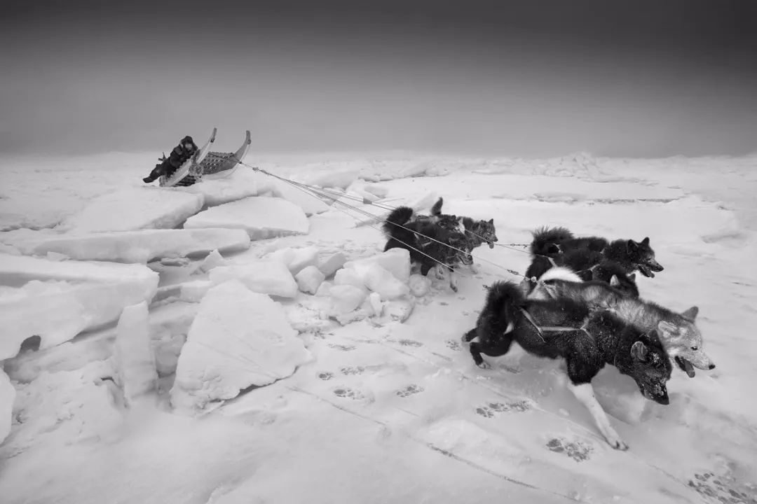 格陵兰雪橇犬