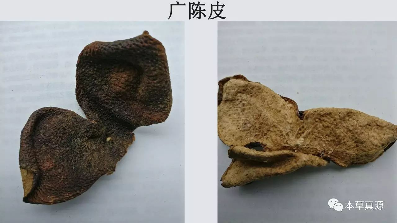 广陈皮为芸香科植物茶枝柑和行柑的干燥成熟果皮,主要产于广东新会