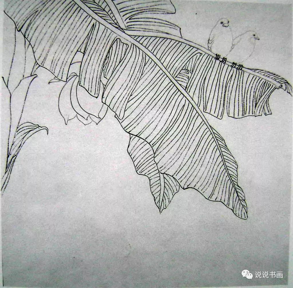 白描的勾线:芭蕉一:步骤画法,淡墨勾花,重墨勾叶子王爷及干.调教成浪货bl芭蕉图片