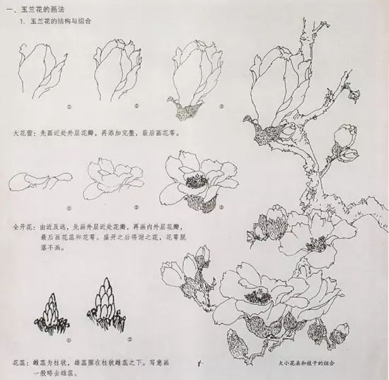 中国国画中玉兰花的结构与组合 大花蕾:先画近处外层花瓣,再添加完整