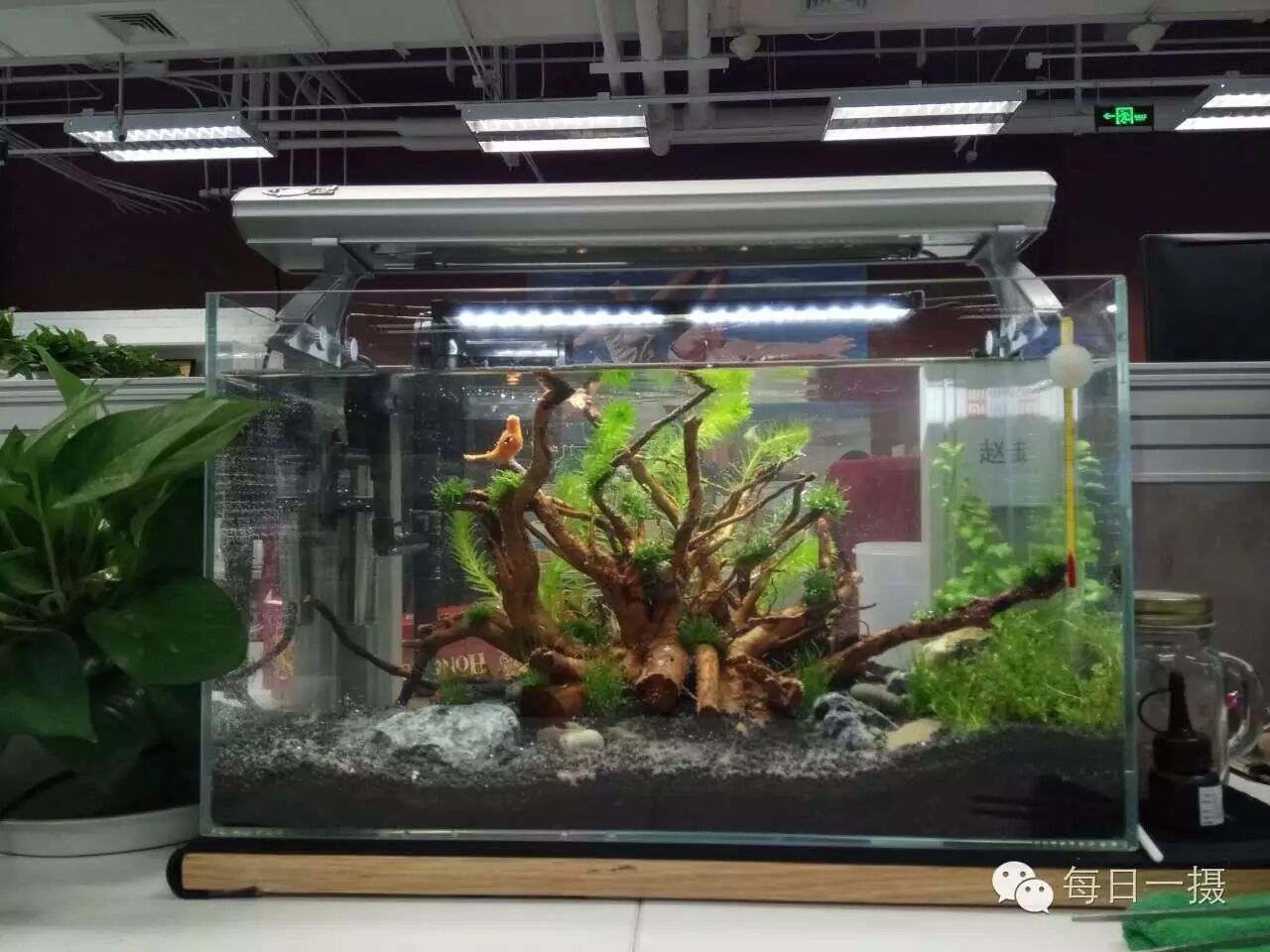 简单水草缸一周快速开缸分享第9张-好摄之途