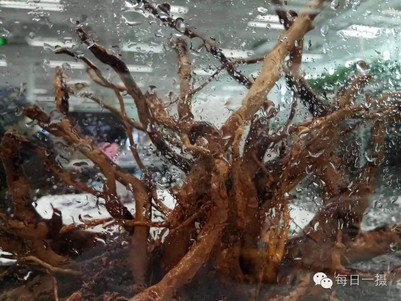 简单水草缸一周快速开缸分享第7张-好摄之途