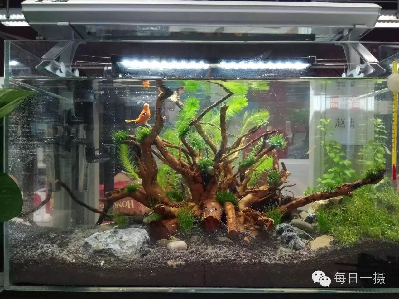 简单水草缸一周快速开缸分享第10张-好摄之途