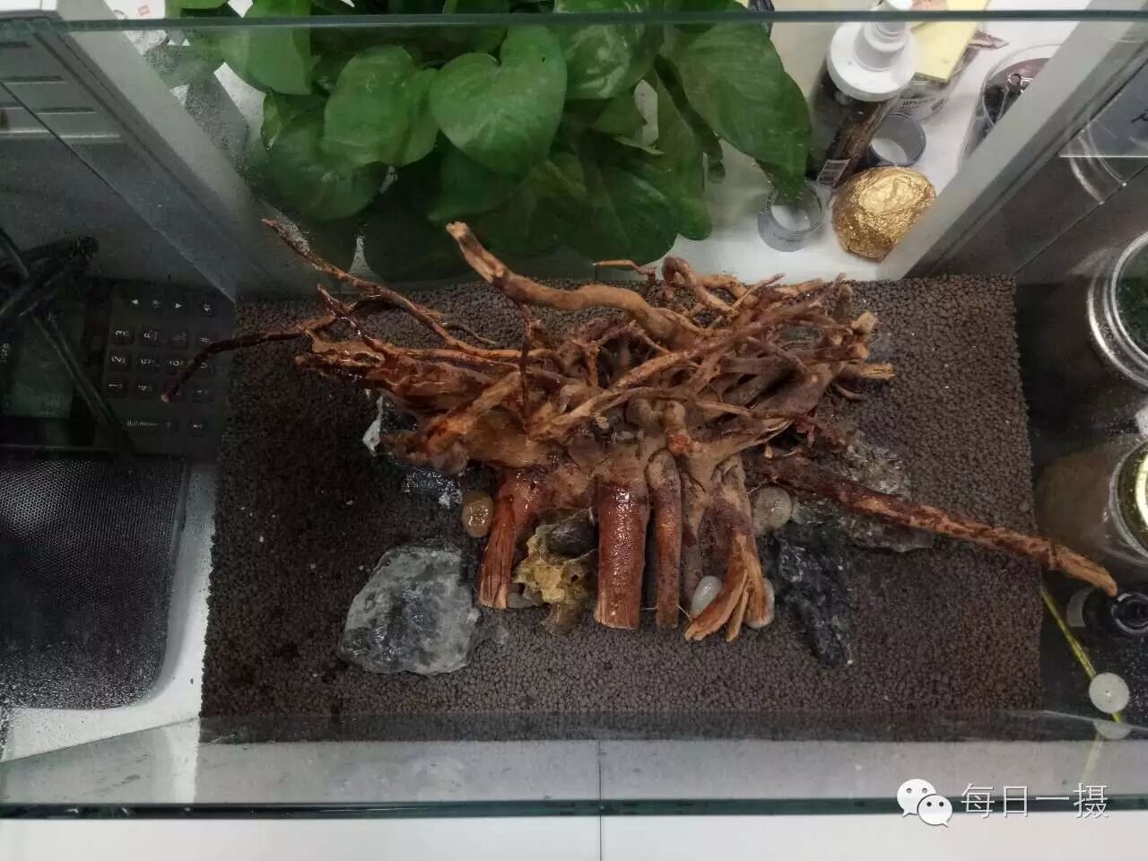 简单水草缸一周快速开缸分享第5张-好摄之途