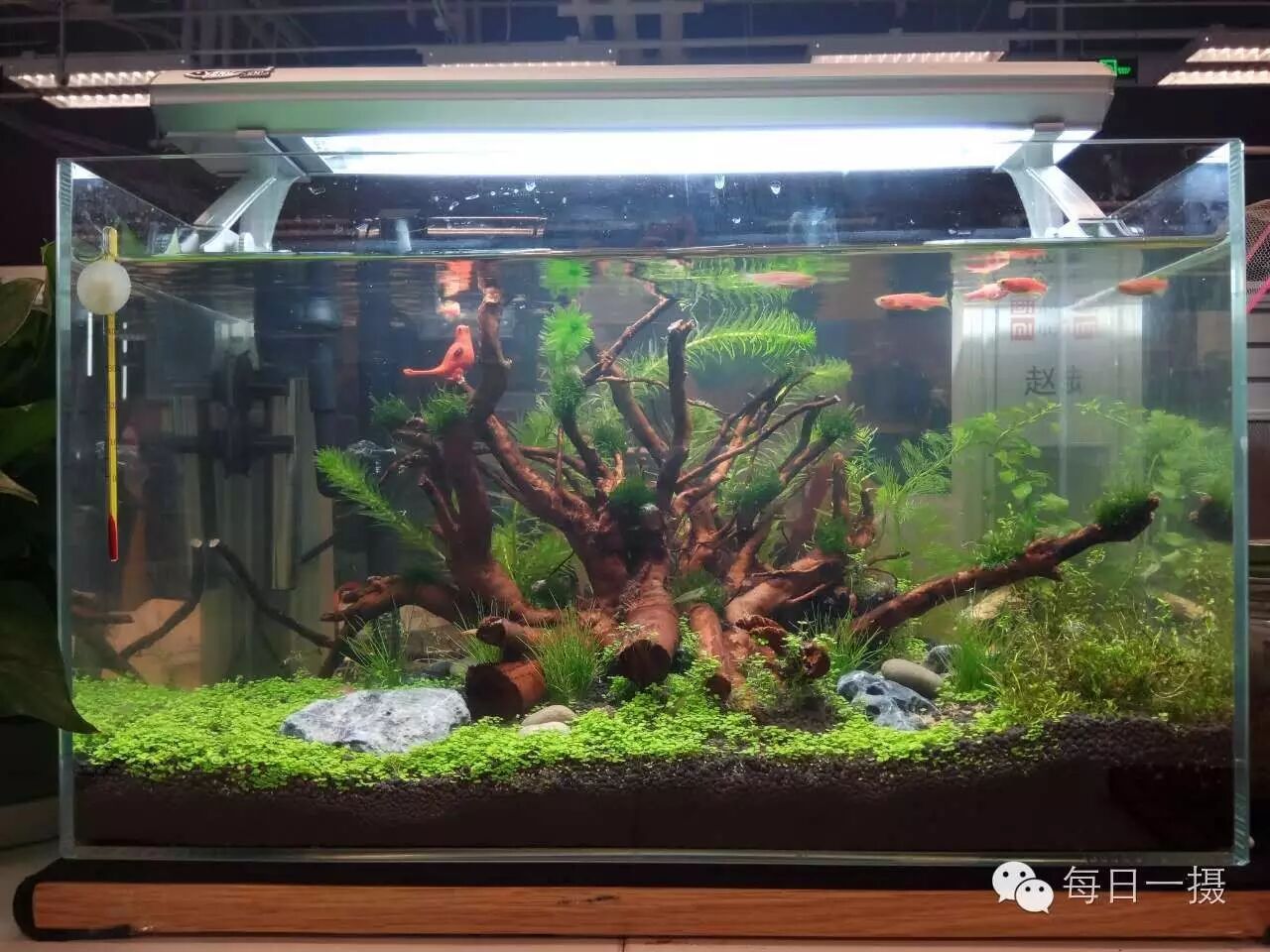 简单水草缸一周快速开缸分享第1张-好摄之途