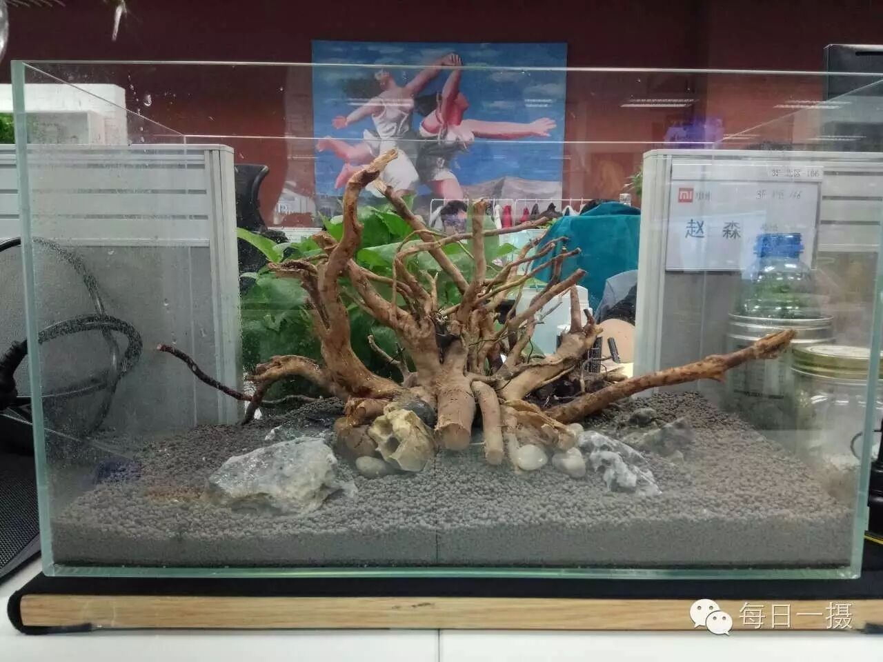 简单水草缸一周快速开缸分享第4张-好摄之途