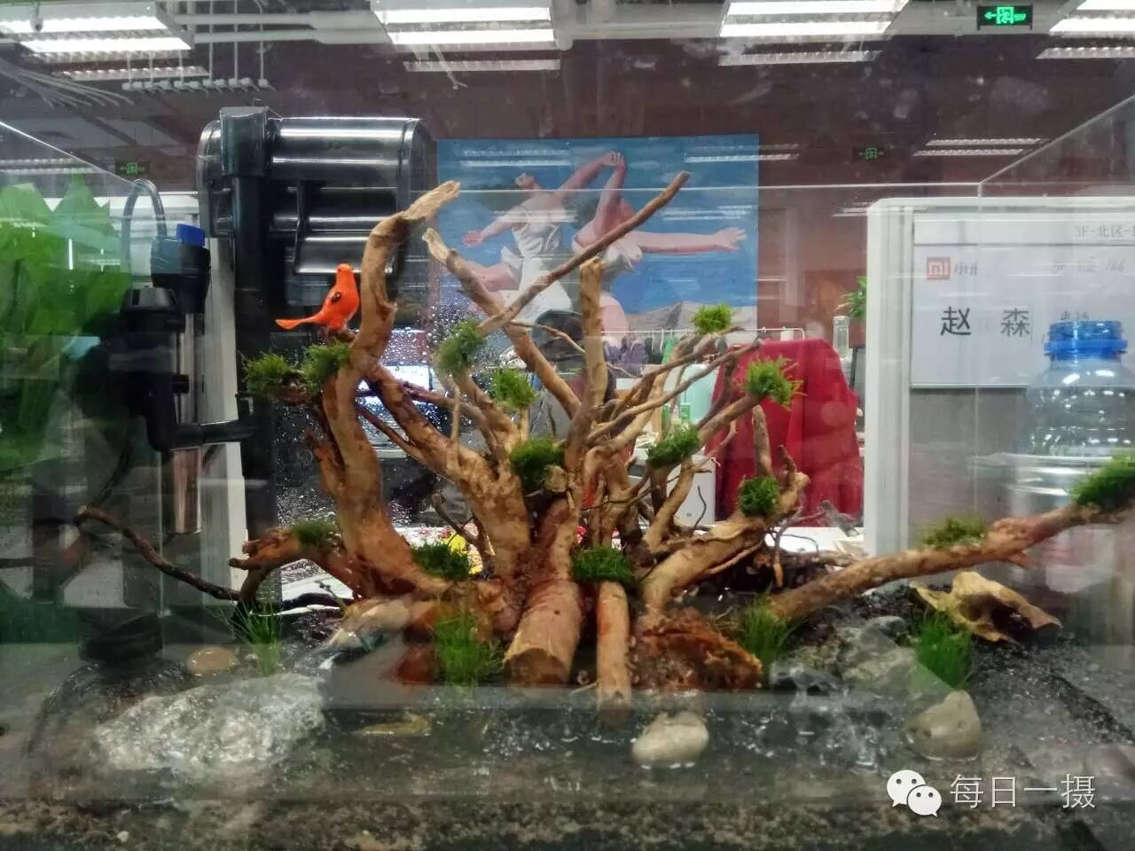 简单水草缸一周快速开缸分享第8张-好摄之途