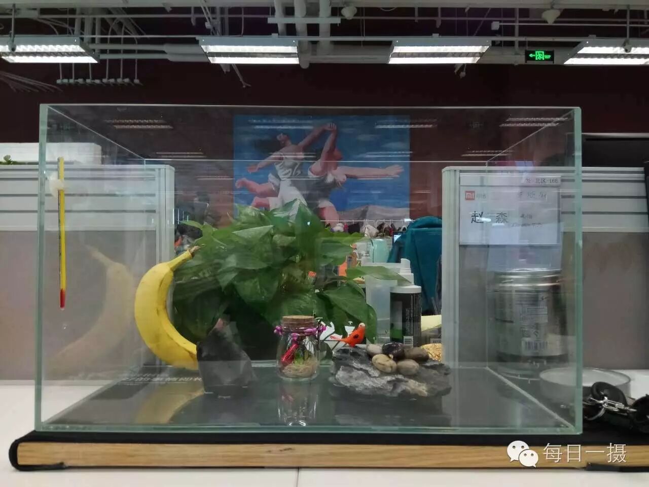 简单水草缸一周快速开缸分享第2张-好摄之途