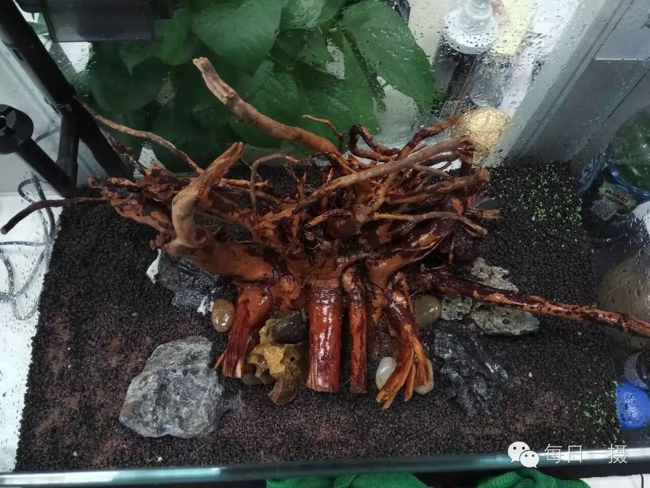 简单水草缸一周快速开缸分享第6张-好摄之途