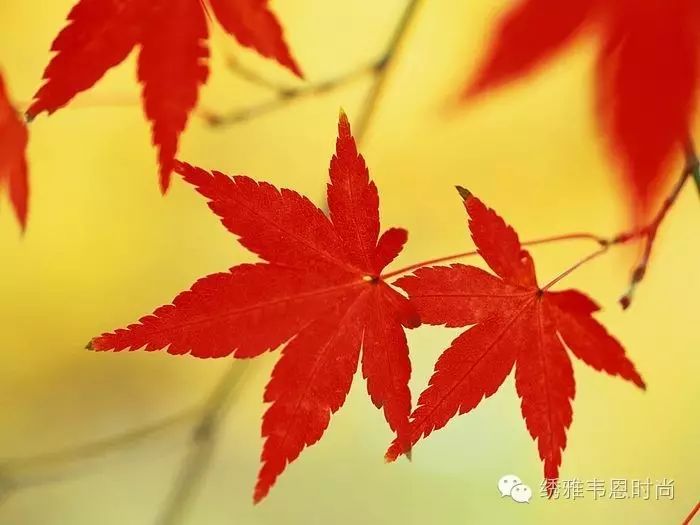 眉毛纹的变成红色了怎么能去掉_纹的眉毛变红财运不好_眉毛财运线