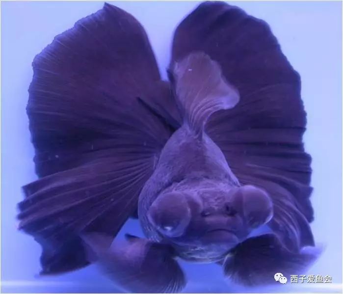 关于龙睛蝶尾金鱼的经验交流