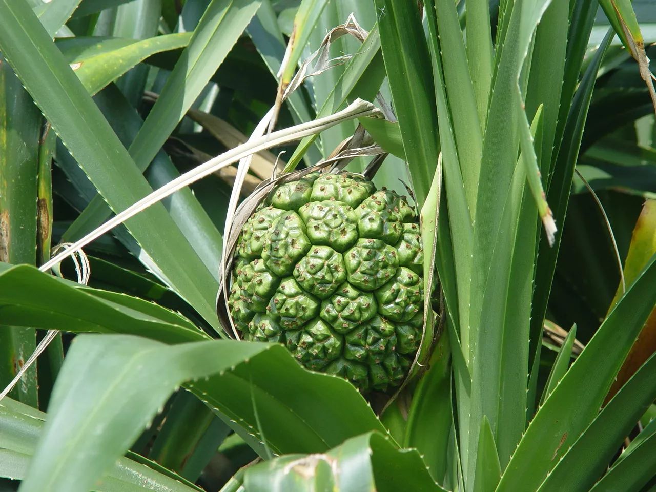 易车 正文 露兜果 露兜果又称野菠萝,是一种外观和菠萝特别相近的果实